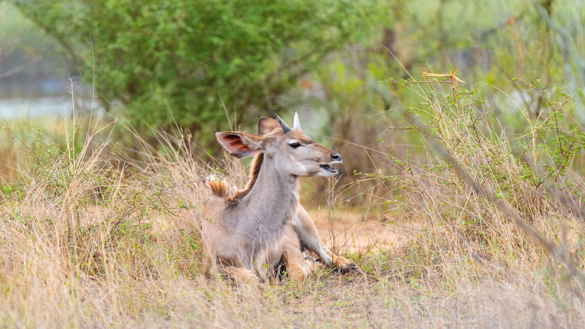 Kruger25 2025 10 31 10 09 10 ILCE 9M3 121
